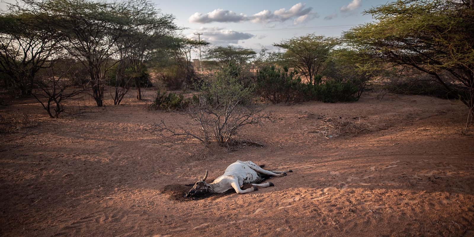 A dead cow lies outside a village in Kenya.